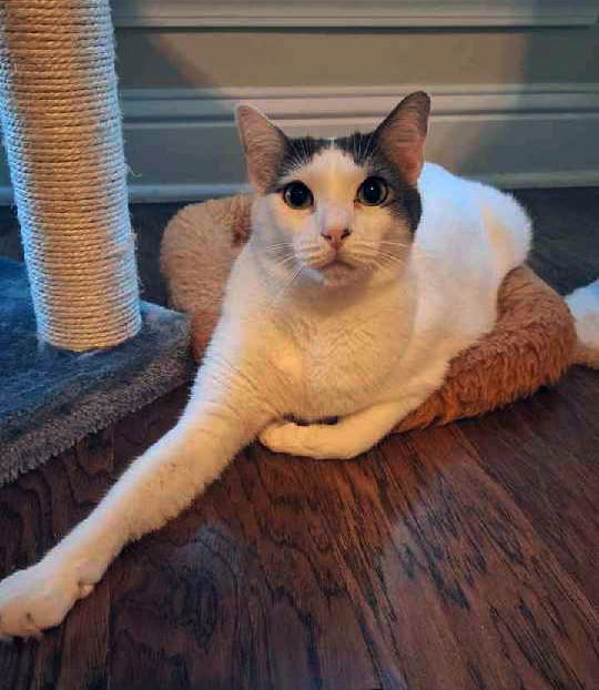 Genesis, an adoptable Domestic Short Hair in Magnolia Springs, AL, 36555 | Photo Image 1