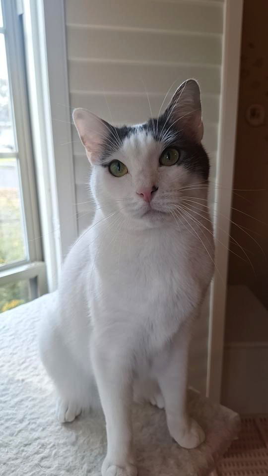 Genesis, an adoptable Domestic Short Hair in Magnolia Springs, AL, 36555 | Photo Image 2