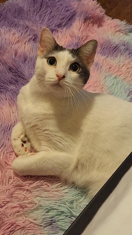 Genesis, an adoptable Domestic Short Hair in Magnolia Springs, AL, 36555 | Photo Image 3