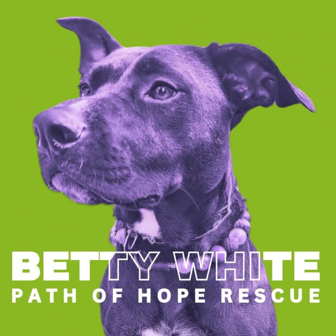 Dog for adoption - Betty White, a German Shepherd Dog & American ...