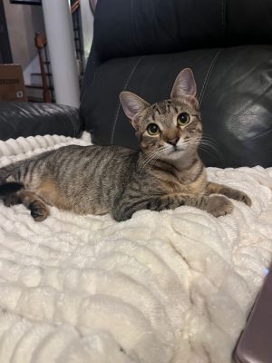 Chanel is definitely a diva She loves to get pets and she loves to chase her toys around the house