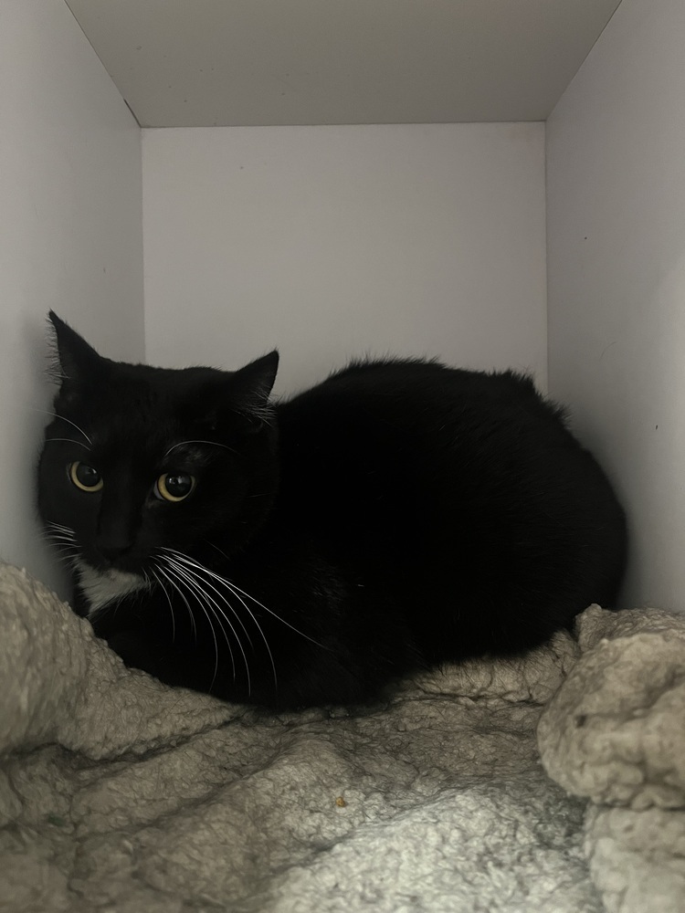 Liqueur, an adoptable Domestic Short Hair in Bolivar, MO, 65613 | Photo Image 1