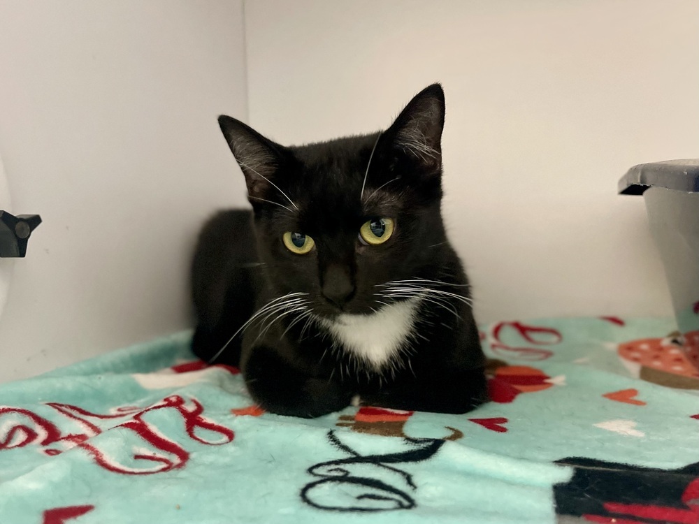 Liqueur, an adoptable Domestic Short Hair in Bolivar, MO, 65613 | Photo Image 2