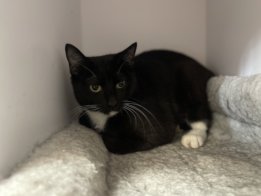 Liqueur, an adoptable Domestic Short Hair in Bolivar, MO, 65613 | Photo Image 3