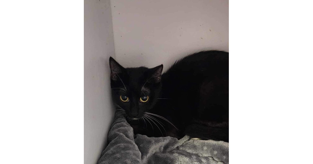 Liqueur, an adoptable Domestic Short Hair in Bolivar, MO, 65613 | Photo Image 4
