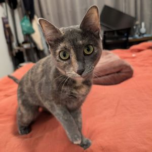 Caroline Domestic Short Hair Cat