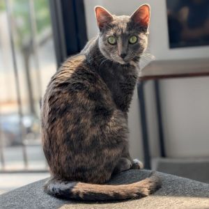 Caroline Domestic Short Hair Cat