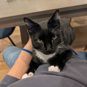 John John Domestic Short Hair Cat