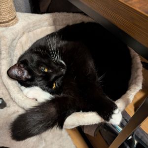 John John Domestic Short Hair Cat
