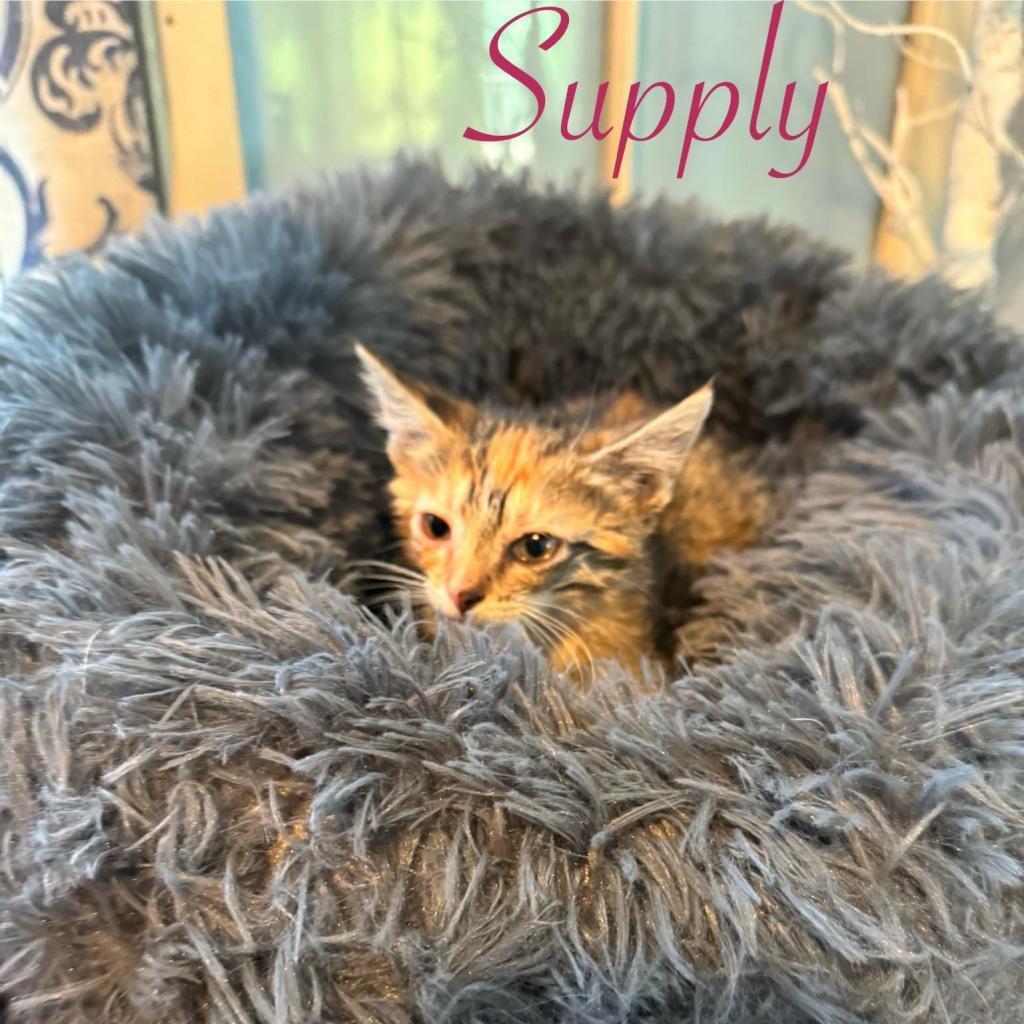 Supply, an adoptable Domestic Short Hair in Spring Hill, KS, 66083 | Photo Image 1