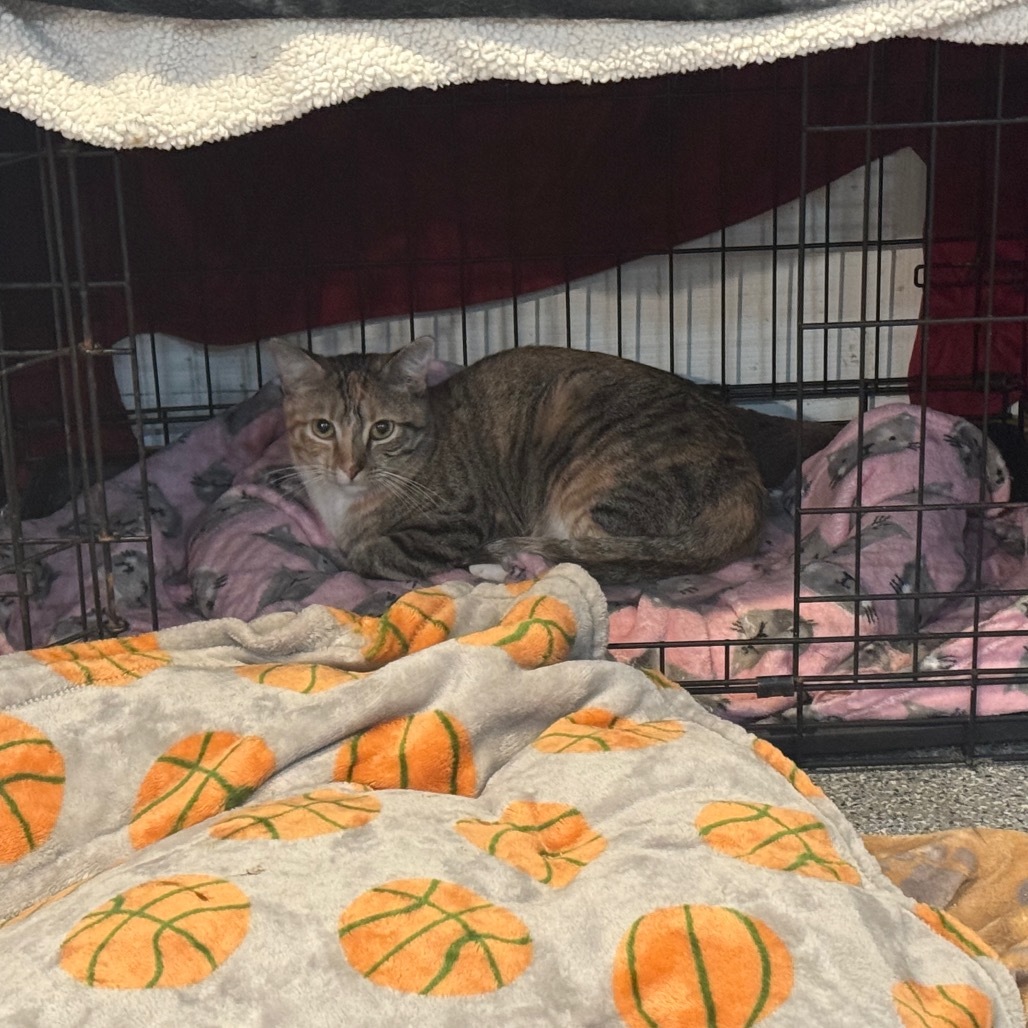 Supply, an adoptable Domestic Short Hair in Spring Hill, KS, 66083 | Photo Image 1