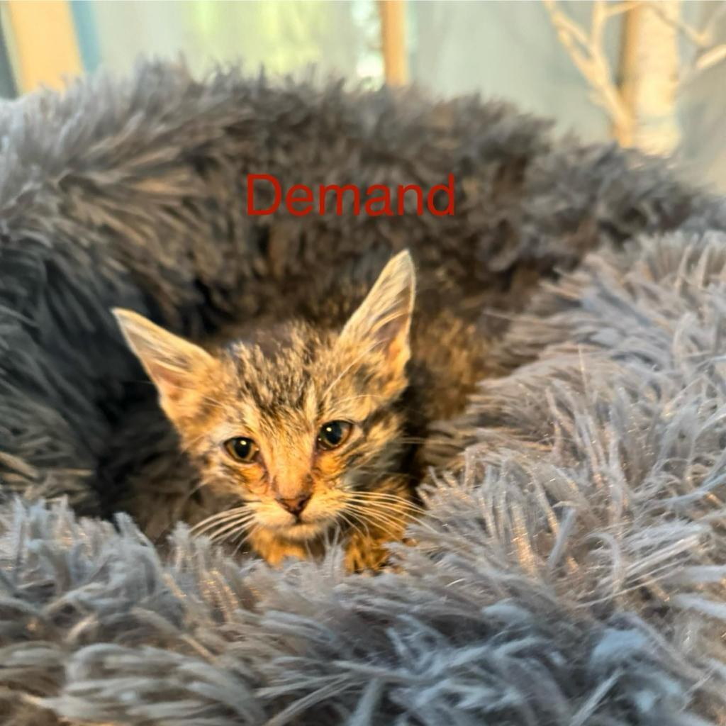Demand, an adoptable Domestic Short Hair in Spring Hill, KS, 66083 | Photo Image 1