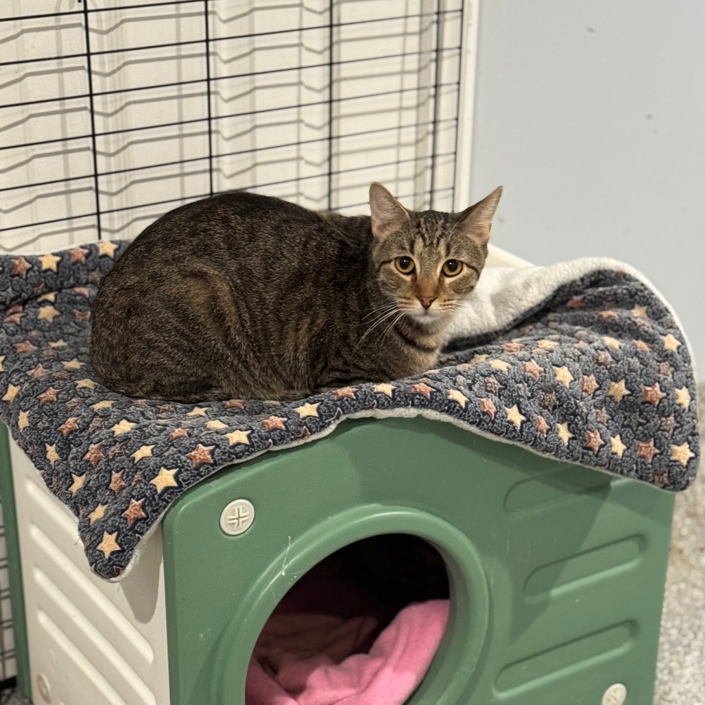 Demand, an adoptable Domestic Short Hair in Spring Hill, KS, 66083 | Photo Image 1