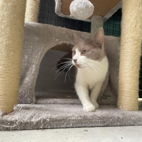 Pumba, an adoptable Domestic Short Hair in Hailey, ID, 83333 | Photo Image 1