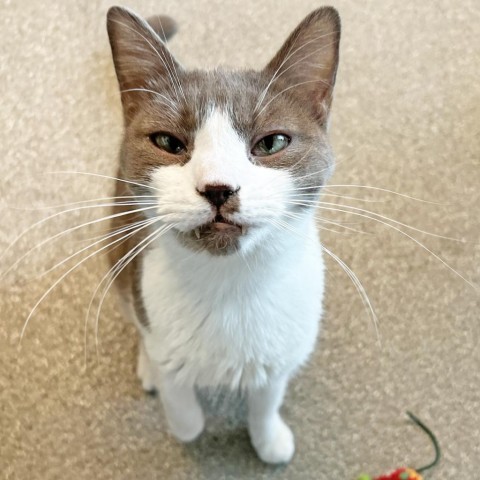 Pumba, an adoptable Domestic Short Hair in Hailey, ID, 83333 | Photo Image 1