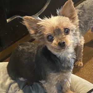 Baby Girl, Senior Female Yorkshire Terrier