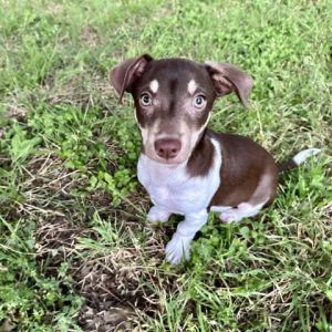 Hi my name is Pebbles My approx DOB is 2924 I love to play and another active dog would be