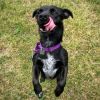 Pooka photo 10
