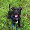 Pooka photo 11