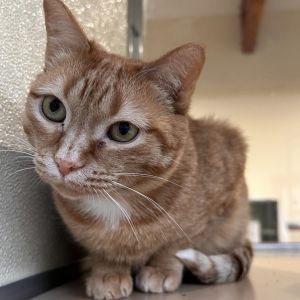 Simone, Adult Female Domestic Short Hair