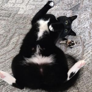 Serge, Senior Male Bombay