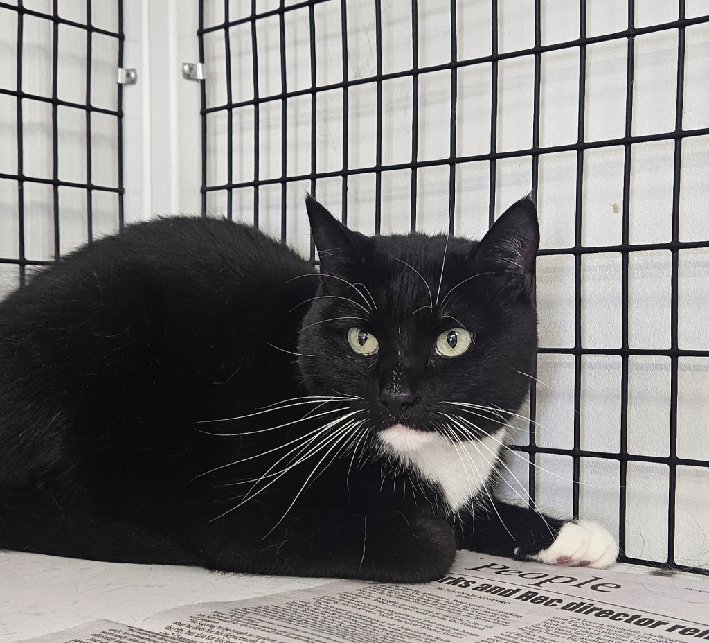 Spicy, an adoptable Domestic Medium Hair in Green River, WY, 82935 | Photo Image 1