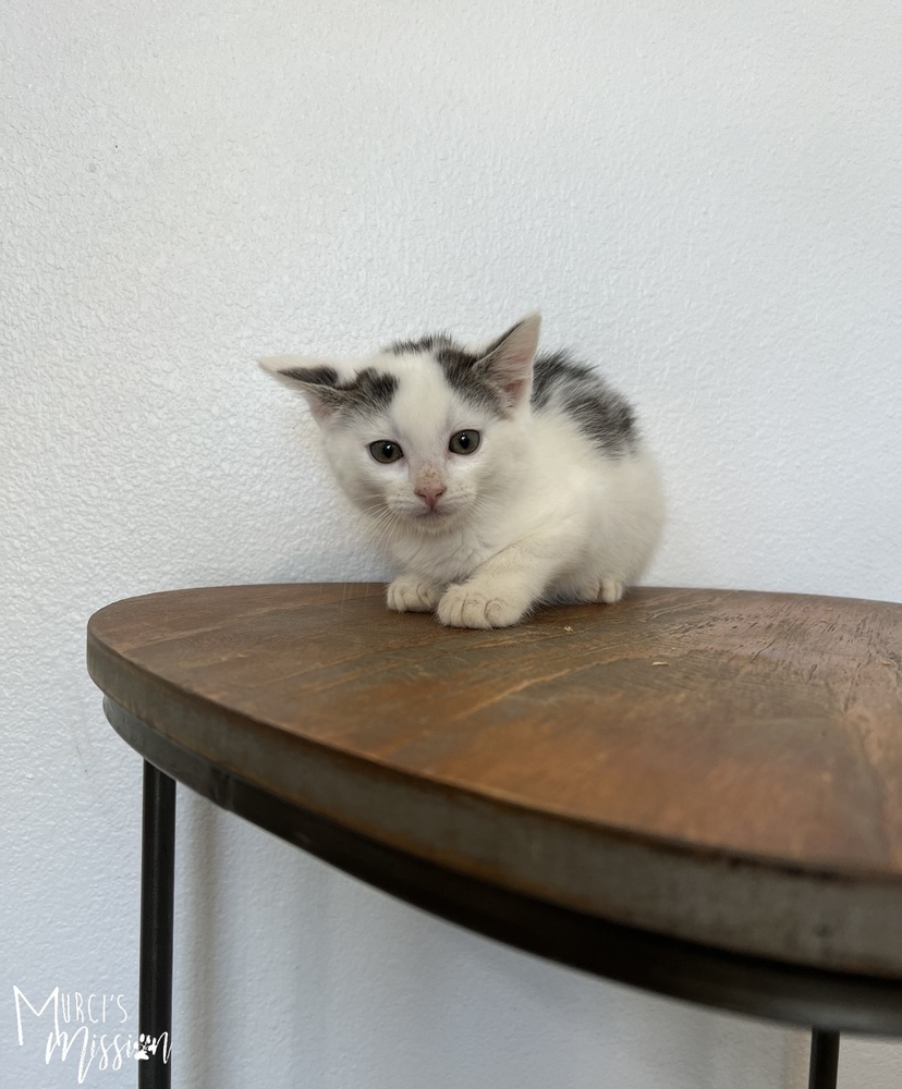 Harley (Famous Star), an adoptable Domestic Short Hair in Spokane , WA, 99209 | Photo Image 2