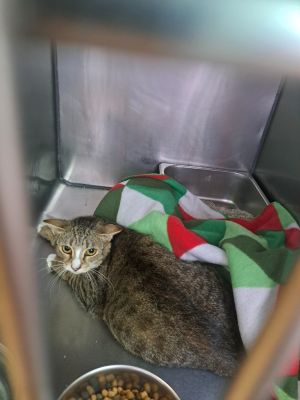 Esme, Adult Female Domestic Short Hair