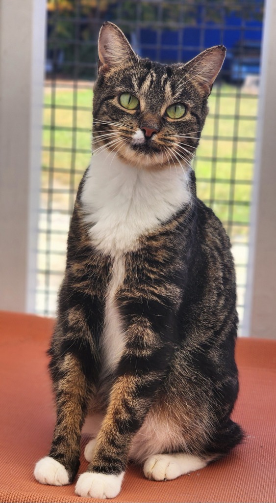 Ralphina, an adoptable Manx in Port Jervis, NY, 12771 | Photo Image 1