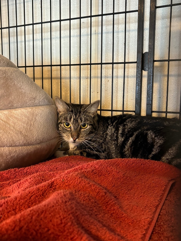 Ralphina, an adoptable Manx in Port Jervis, NY, 12771 | Photo Image 2