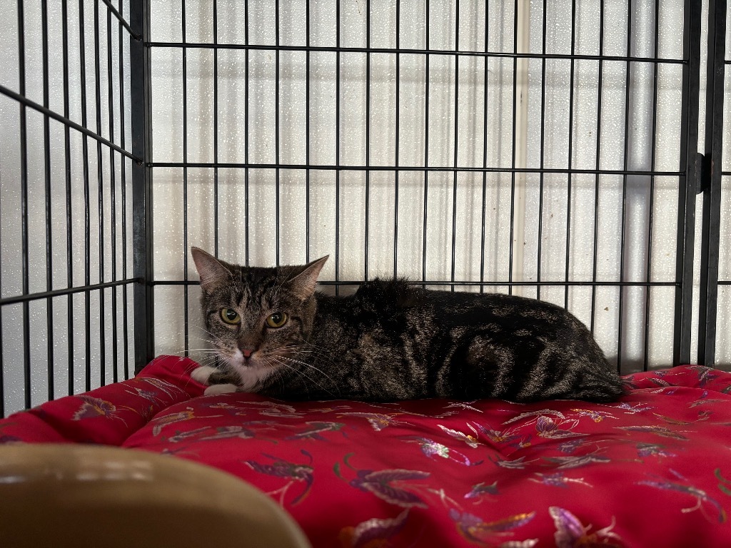 Ralphina, an adoptable Manx in Port Jervis, NY, 12771 | Photo Image 3