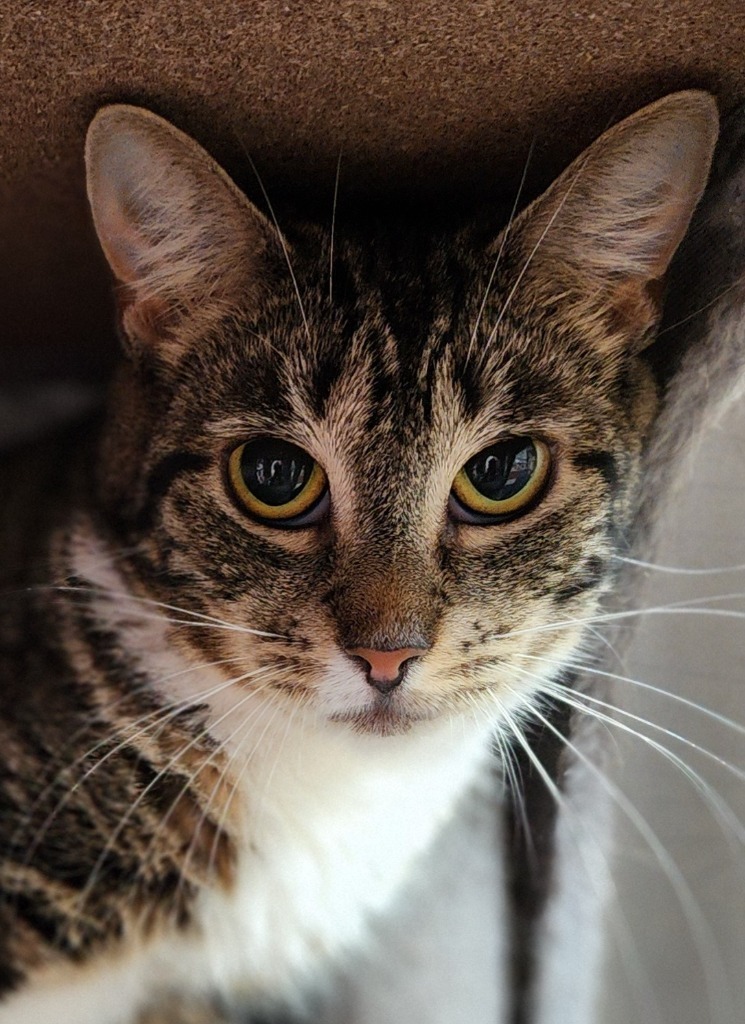 Ralphina, an adoptable Manx in Port Jervis, NY, 12771 | Photo Image 4