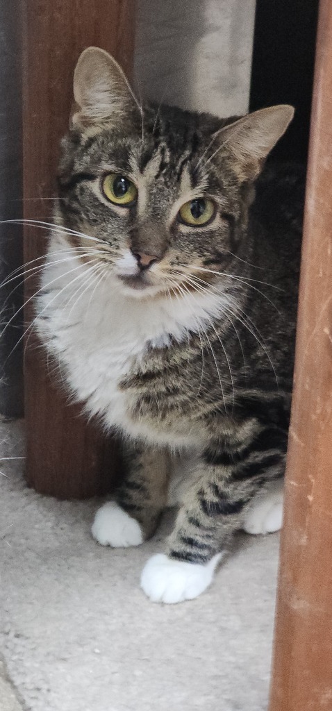 Ralphina, an adoptable Manx in Port Jervis, NY, 12771 | Photo Image 5