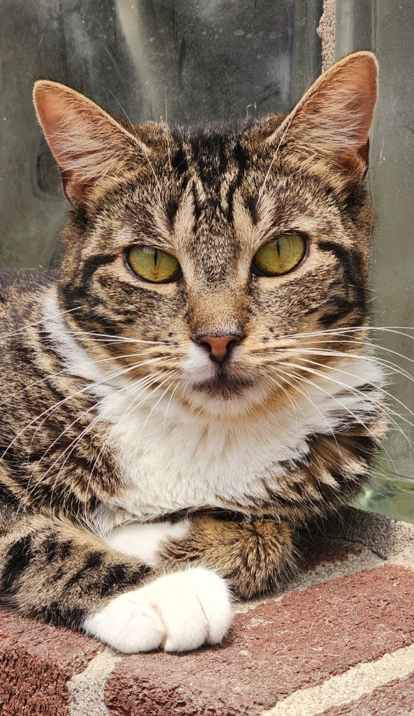 Ralphina, an adoptable Manx in Port Jervis, NY, 12771 | Photo Image 6