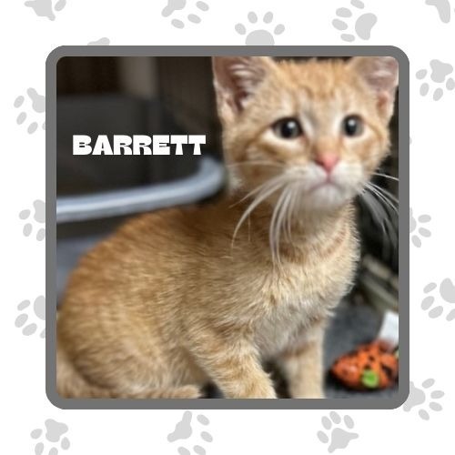 Barrett, an adoptable Domestic Short Hair in Elbow Lake, MN, 56531 | Photo Image 1