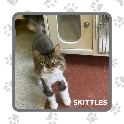 Skittles, an adoptable Domestic Long Hair in Elbow Lake, MN, 56531 | Photo Image 1