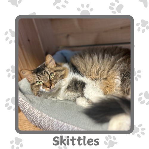 Skittles, an adoptable Domestic Long Hair in Elbow Lake, MN, 56531 | Photo Image 1