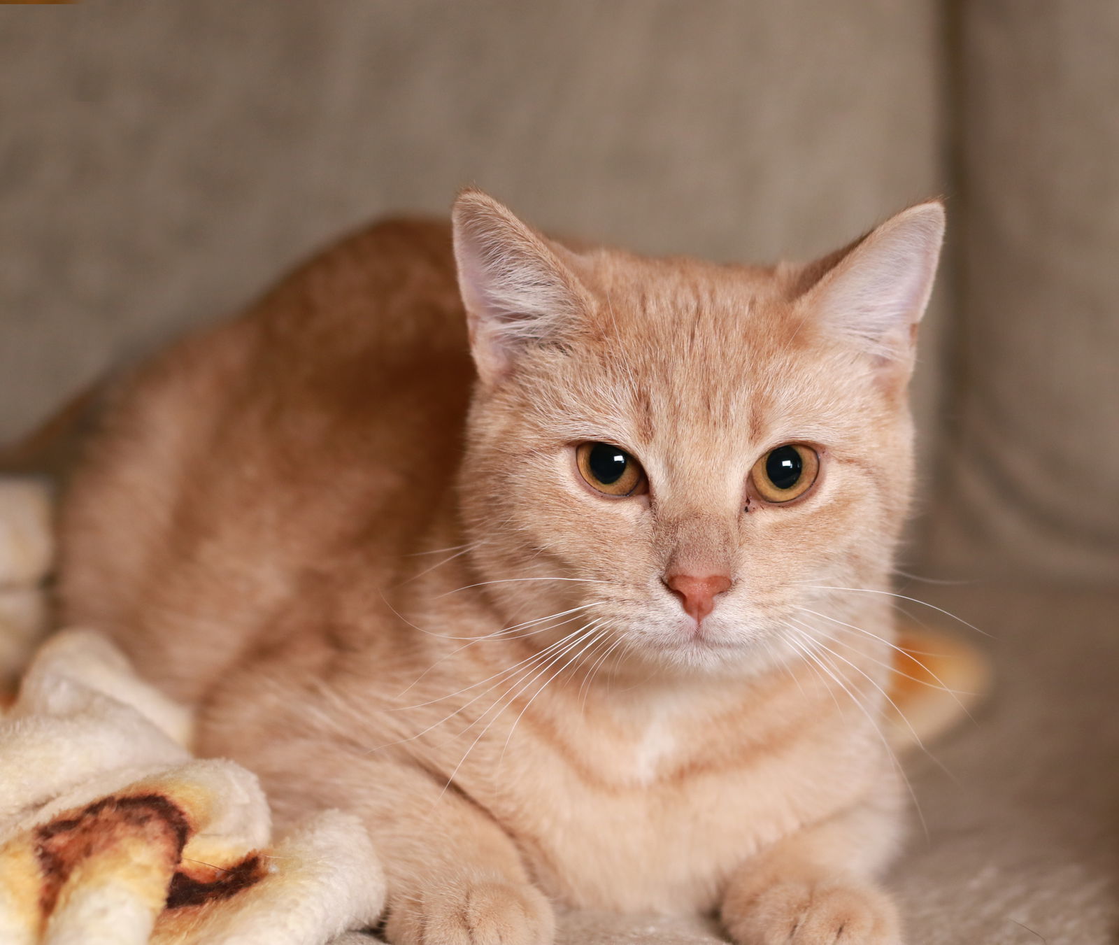 Zeus, an adoptable Domestic Short Hair, Tabby in Mankato, MN, 56001 | Photo Image 1