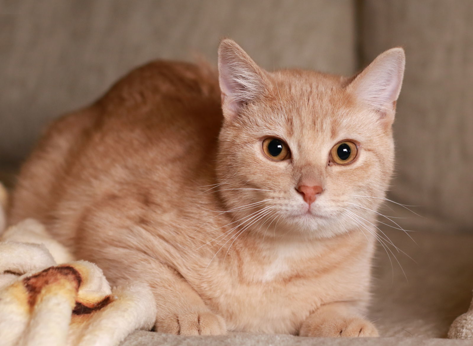 Zeus, an adoptable Domestic Short Hair, Tabby in Mankato, MN, 56001 | Photo Image 2