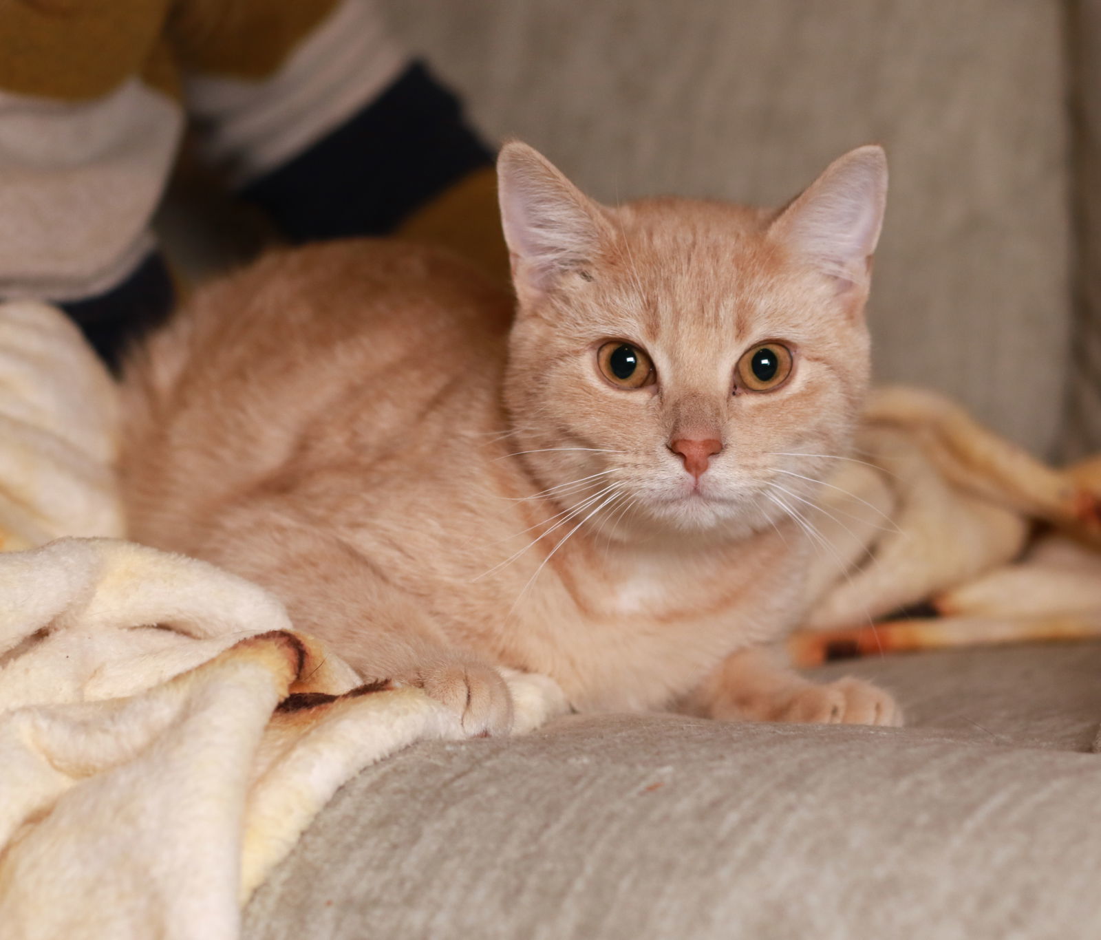 Zeus, an adoptable Domestic Short Hair, Tabby in Mankato, MN, 56001 | Photo Image 3