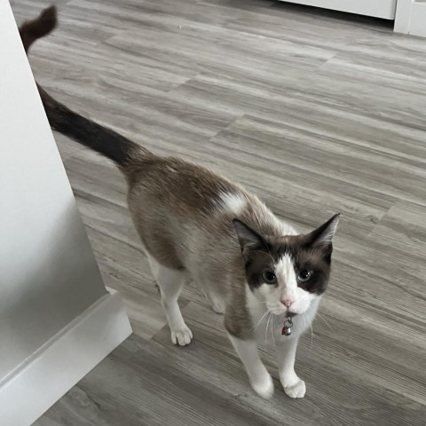 Alta Sykes, an adoptable Snowshoe, Domestic Short Hair in Eagle Mountain, UT, 84005 | Photo Image 1