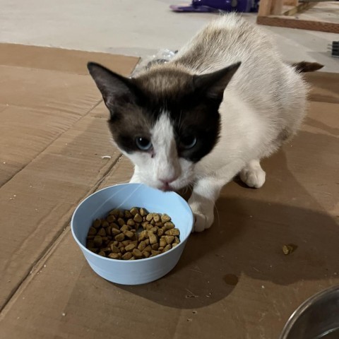 Alta Sykes, an adoptable Snowshoe, Domestic Short Hair in Eagle Mountain, UT, 84005 | Photo Image 2