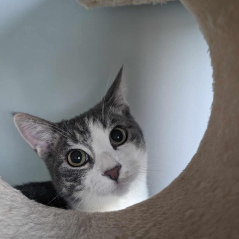 Oliver Cook, an adoptable Domestic Short Hair in Eagle Mountain, UT, 84005 | Photo Image 1