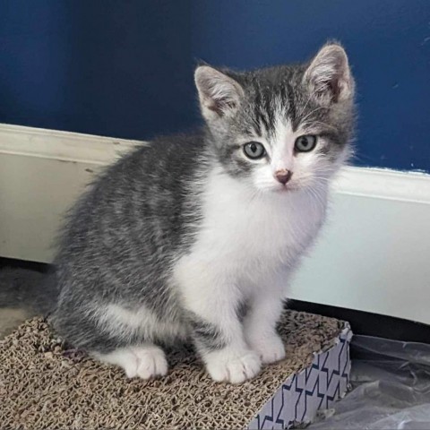 Oliver Cook, an adoptable Domestic Short Hair in Eagle Mountain, UT, 84005 | Photo Image 2