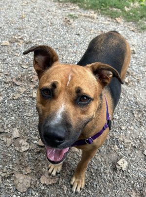 Poptart Black Mouth Cur Dog