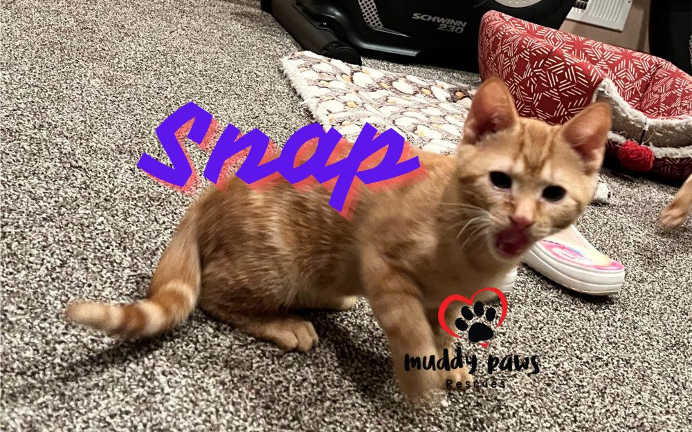 Orange Litter: Snap - Adoption Pending