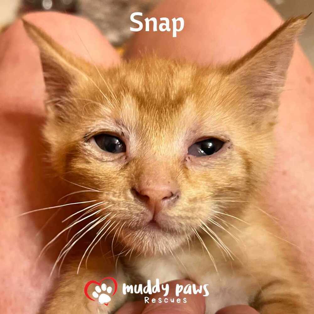 Orange Litter: Snap - Adoption Pending