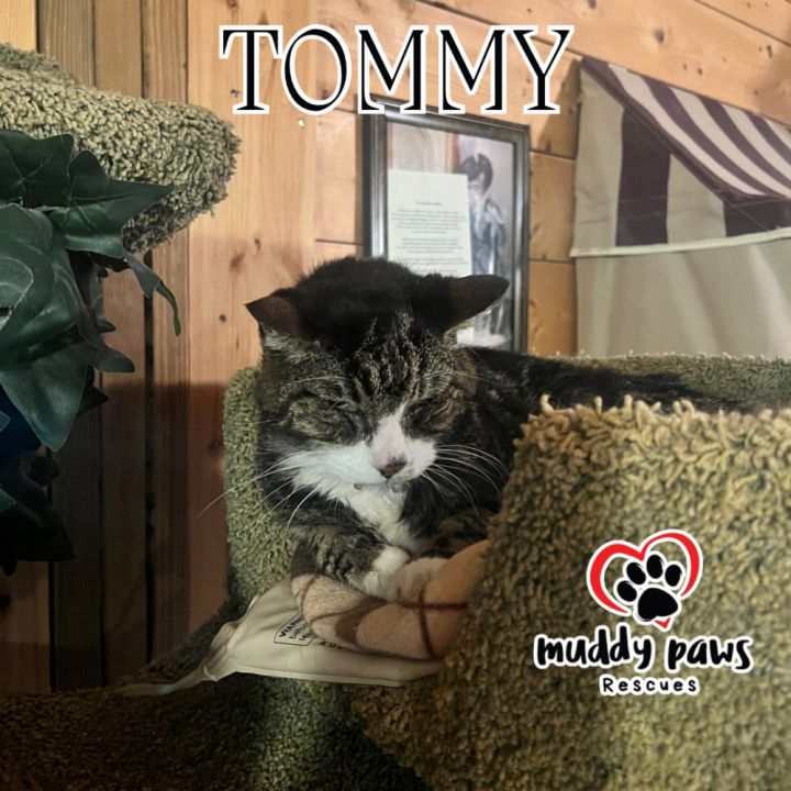 Tommy (Medical Hold) 1