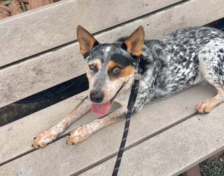 MAX Australian Cattle Dog 4