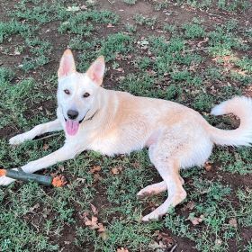 Levi, an adoptable Shepherd in Redding, CA, 96099 | Photo Image 2